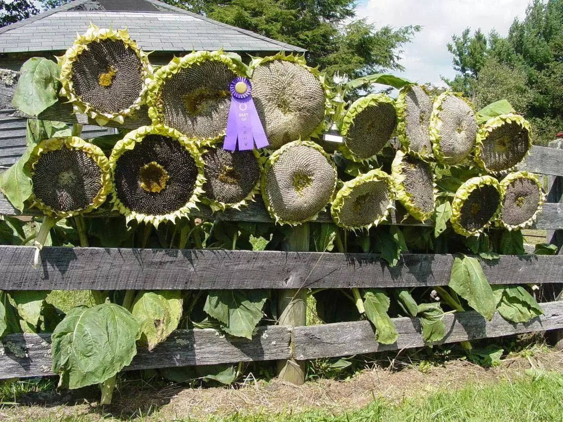 Mongolian Giant Sunflower Seeds | 10 Seeds | Planting Variety | Helianthus annuus | Ships from Iowa USA