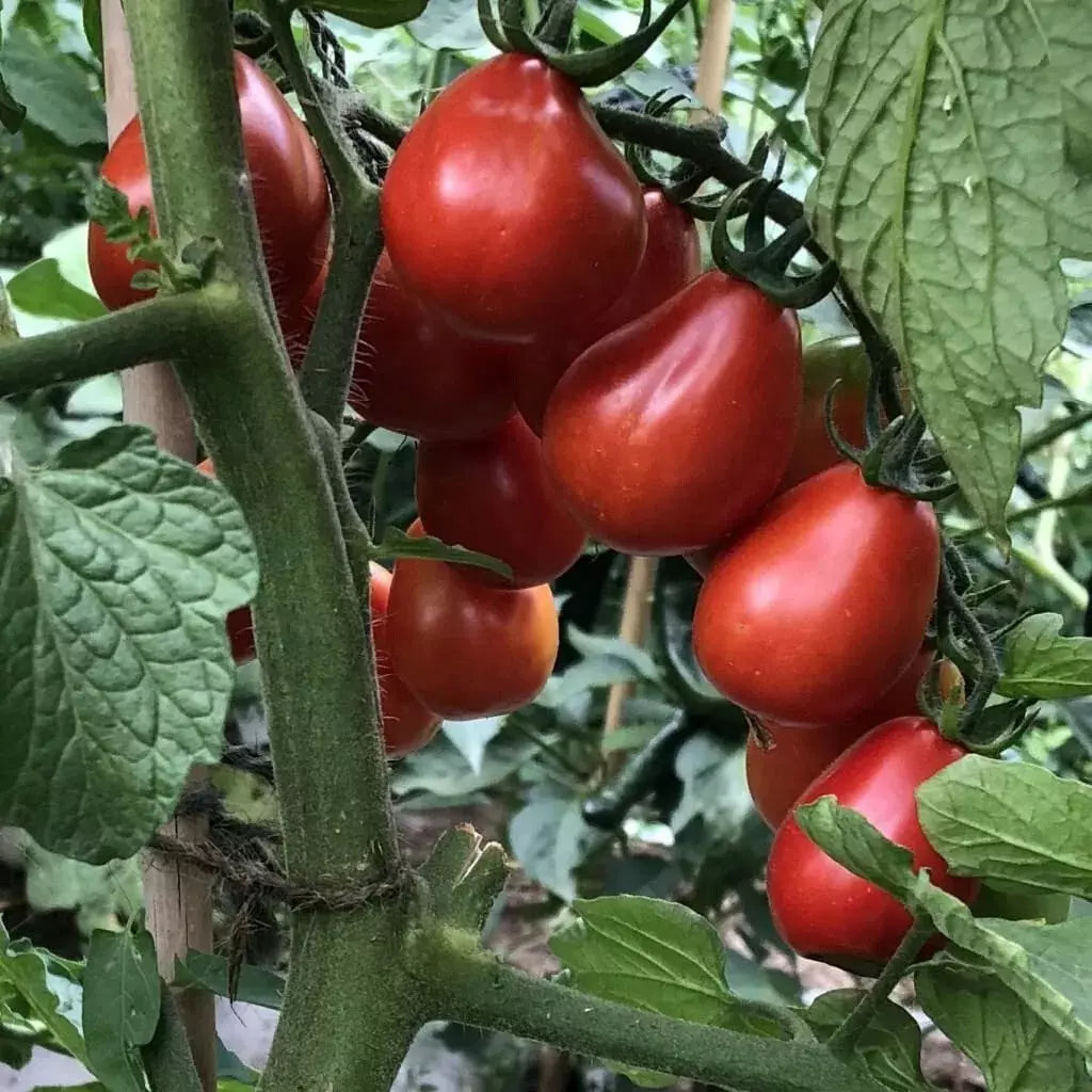 Napoli Tomato Seeds - 10+ Heirloom Organic NON-GMO - Lycopersicon esculentum - Fresh Garden Planting