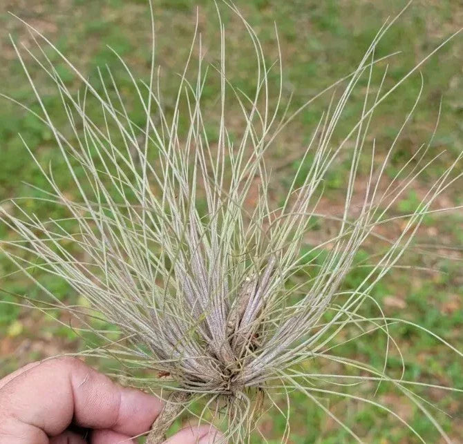 Tillandsia Bartramii Air Plant Clump - Purple Hue Bromeliad