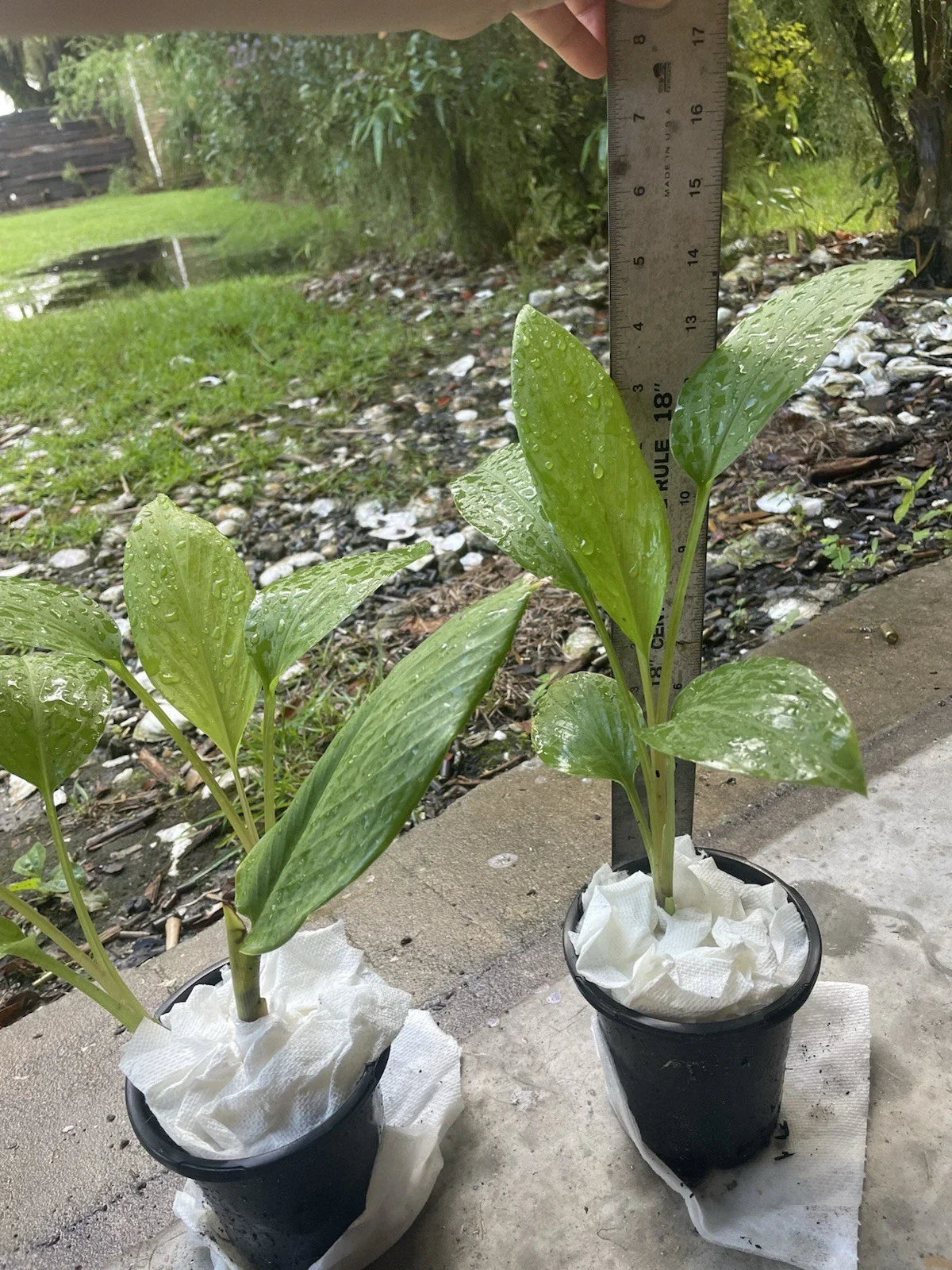 Live Starter Plant 14” Potted Krachai (Chinese Ginger) - Fresh Finger Root - Tropical Culinary Herb