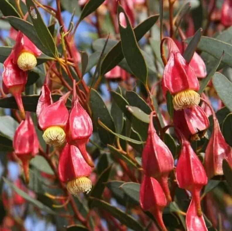 Fuchsia Gum Tree Seeds - 10 Seeds - Eucalyptus forrestiana - Ideal for Planting