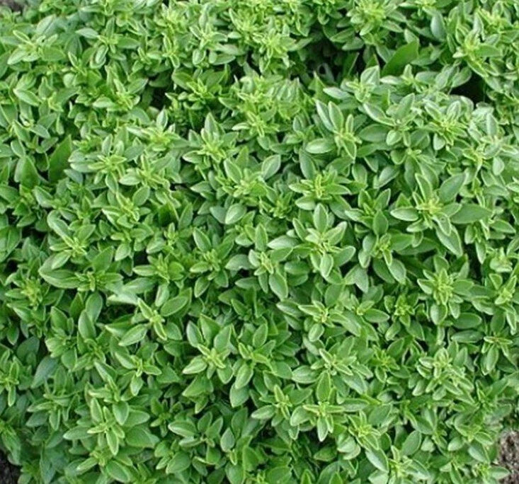 Dwarf Greek Basil Seeds 300+ Non-GMO Annual Herb Spice Ocimum basilicum