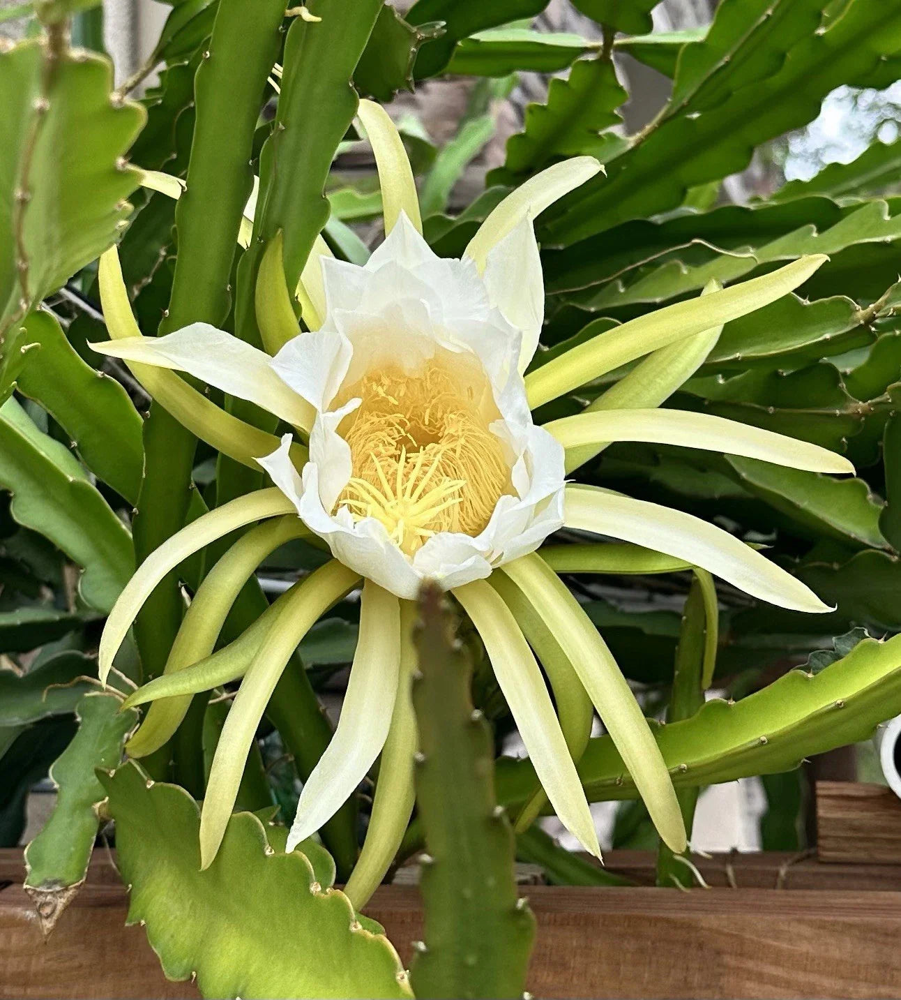 Dragon Fruit Cuttings 8-10 Inch Long, Fresh Pitaya Cuttings for Planting, Hylocereus spp.