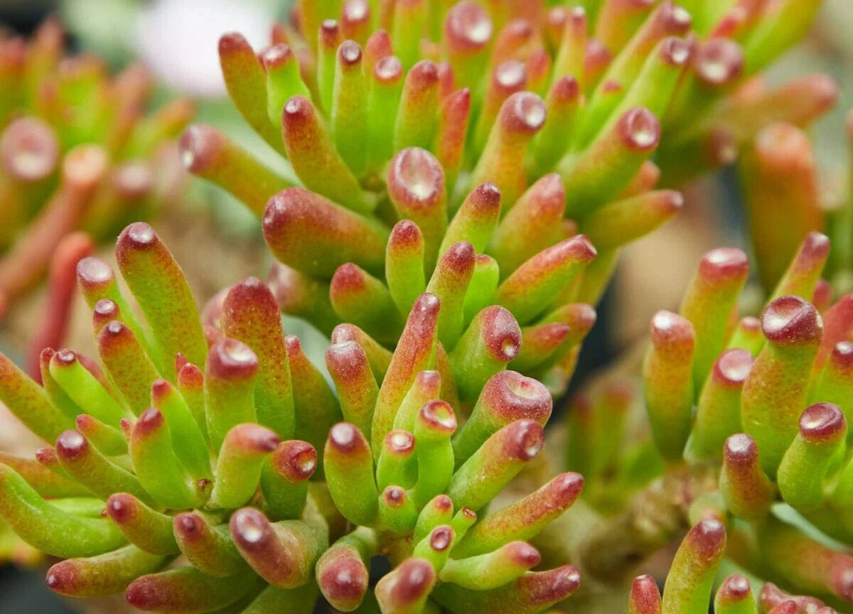 CRASSULA OVATA 'GOLLUM' - 2" Jade Cutting - Succulent Plant, Gollum Variety, Indoor Houseplant