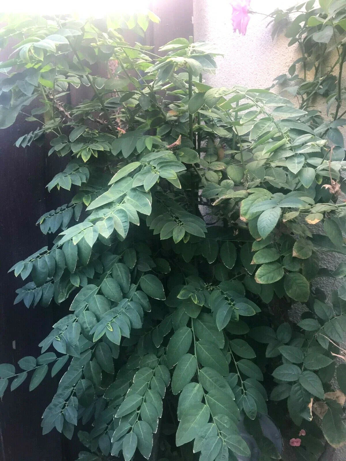 Unrooted Cuttings 8" Katuk Herb Branches - Organic CA Grown (Sauropus androgynus)