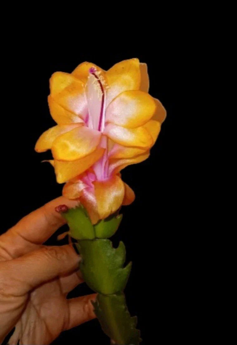 Thanksgiving/Christmas Cactus Starter Plant - Golden "Bruxas Brasil" - Rare Variety - Schlumbergera truncata