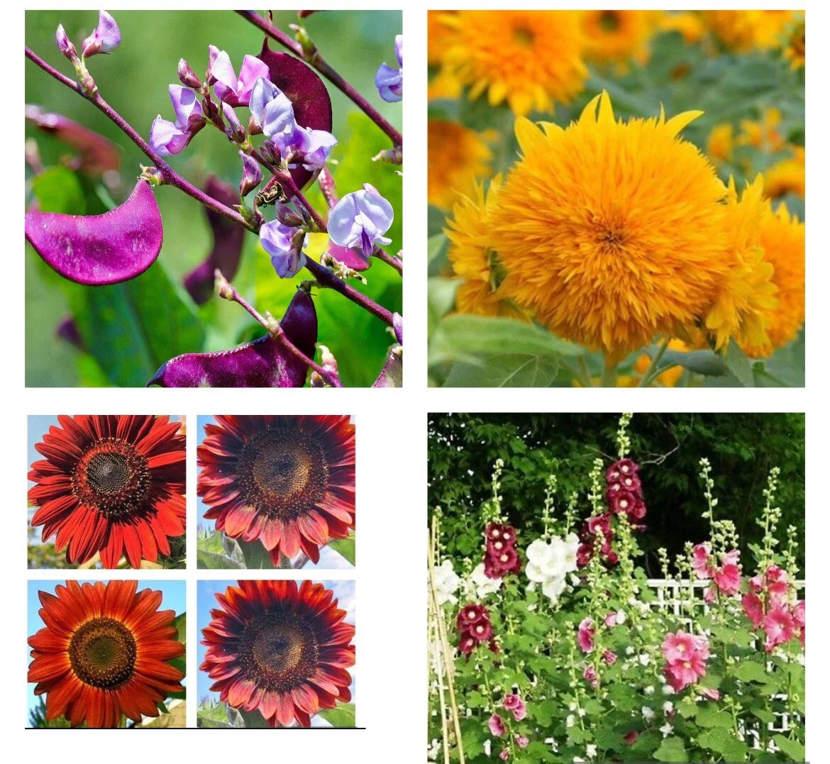 Purple Hyacinth Bean Seeds, Teddy Bear Sunflower Seeds, Red Sunflower Seeds, Indeterminate Hollyhock Seeds - Organic Gardening