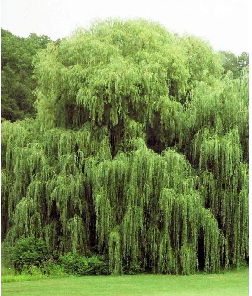 Weeping Willow Trees - 2 Pack - Golden Variety - Salix babylonica