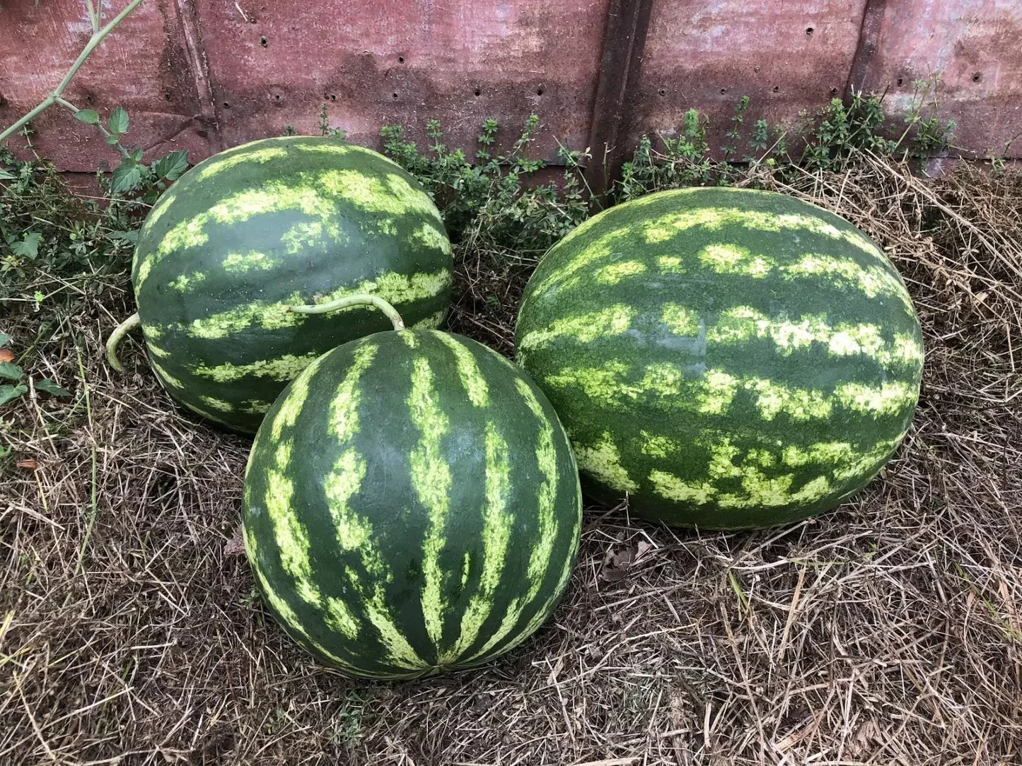 Crimson Sweet Watermelon Seeds - 12+ Non-GMO Heirloom Organic - Red Variety - Citrullus lanatus