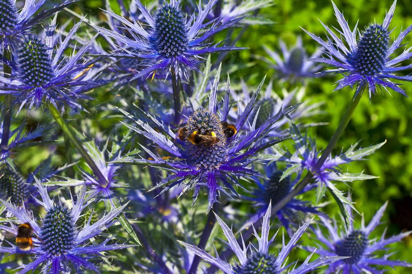Sea Holly Seeds 100 Count, Metallic Blue Flowers, Eryngium, Drought-Tolerant Perennial, MariesGreenGarden