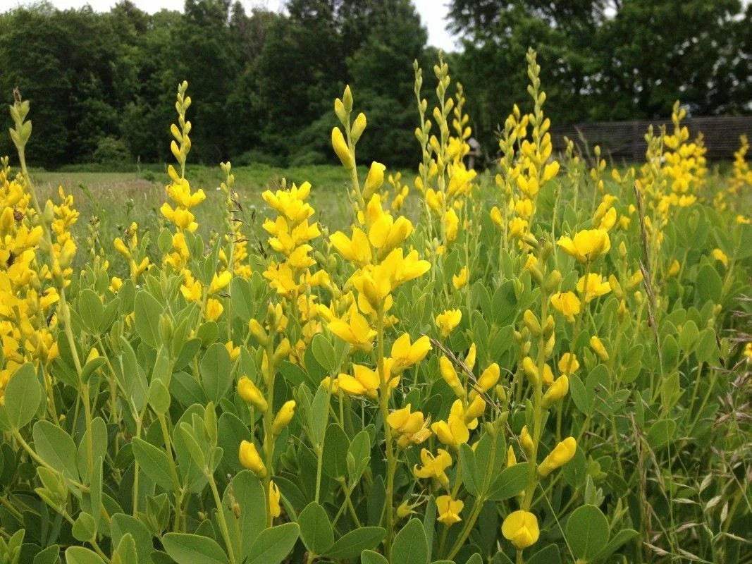 Yellow False Indigo Seeds 30 Count - Baptisia sphaerocarpa - Non-Stratified, Garden Plant, Perennial Wildflower Seeds