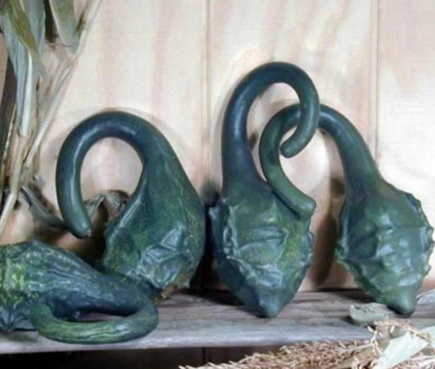 Caveman's Club Gourd Seeds - 10 Heirloom Maranka Squash Seeds - Rare Dinosaur Gourd Variety - Unique Garden Plant