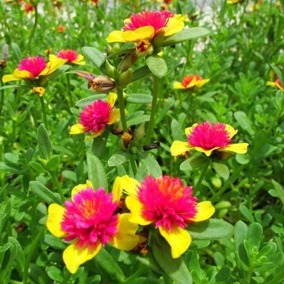 Hot Pink and Yellow Purslane Cuttings - Easy to Grow Succulent - Portulaca grandiflora - 6 Cuttings - US Seller