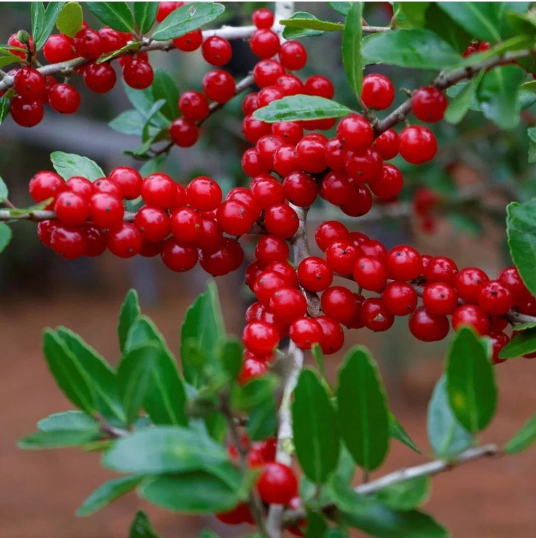 Yaupon Holly - 25 Seeds - Ilex vomitoria - USA Native Caffeine Tea Shrub - Herbal Gardening