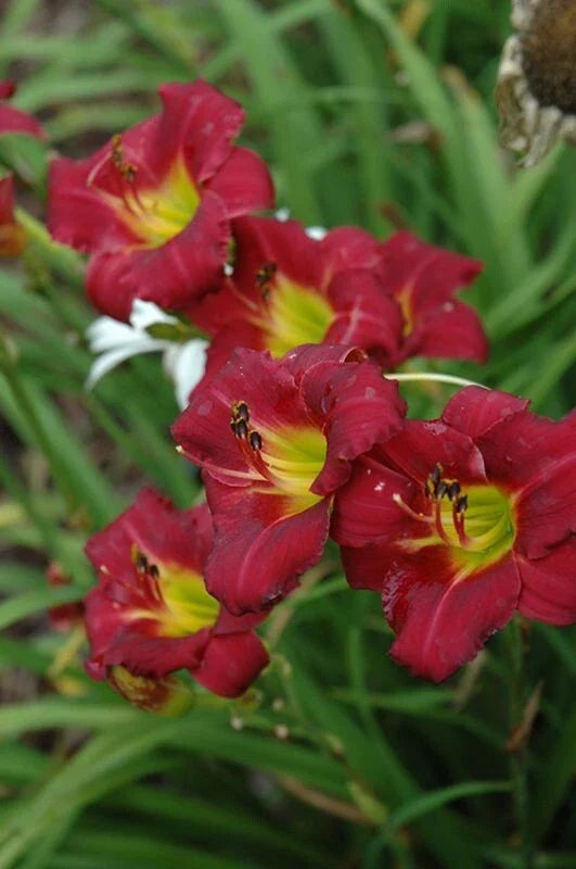 Daylily 'Pardon Me' 4" Pot - Compact Red Flowers, Hemerocallis, Reblooming, Hardy, Attracts Butterflies, Deer-Resistant