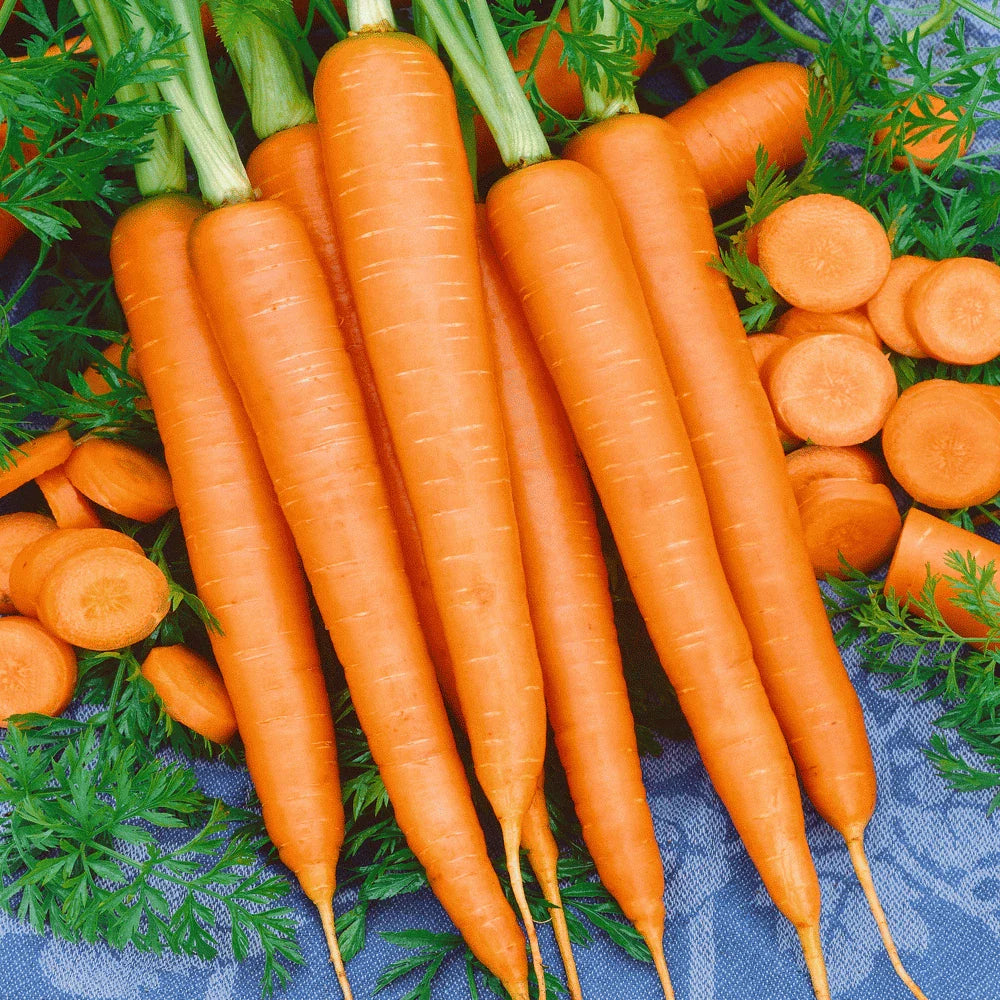 Tendersweet Carrot Seeds 1000+ Non-GMO Vegetable Garden Seeds - Daucus carota - USA Seller, Free Shipping