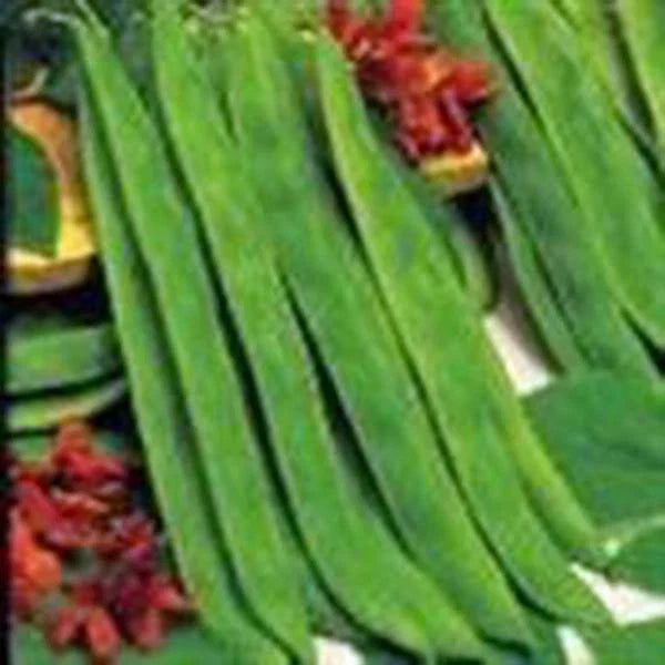 Top Crop Bush Bean Seeds, Heirloom Variety, Great Tasting Fresh or Cooked, 500+ Seeds, Phaseolus vulgaris