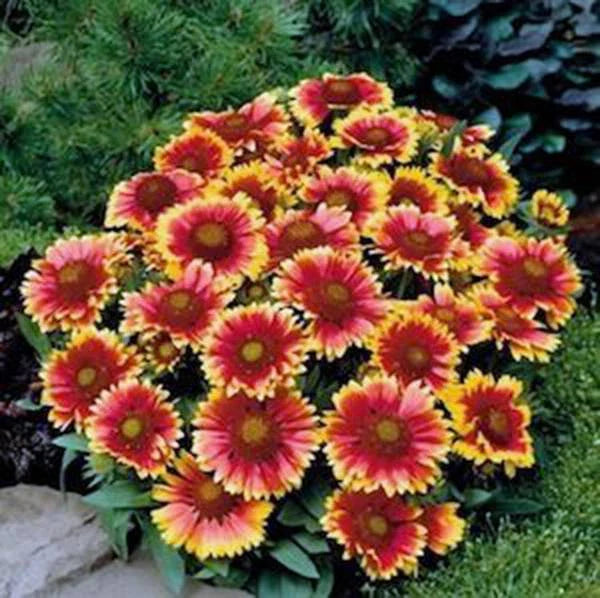 Gaillardia Seeds, 100 Count, Arizona Sun Variety, Bright Large Cut Flower, Gaillardia pulchella