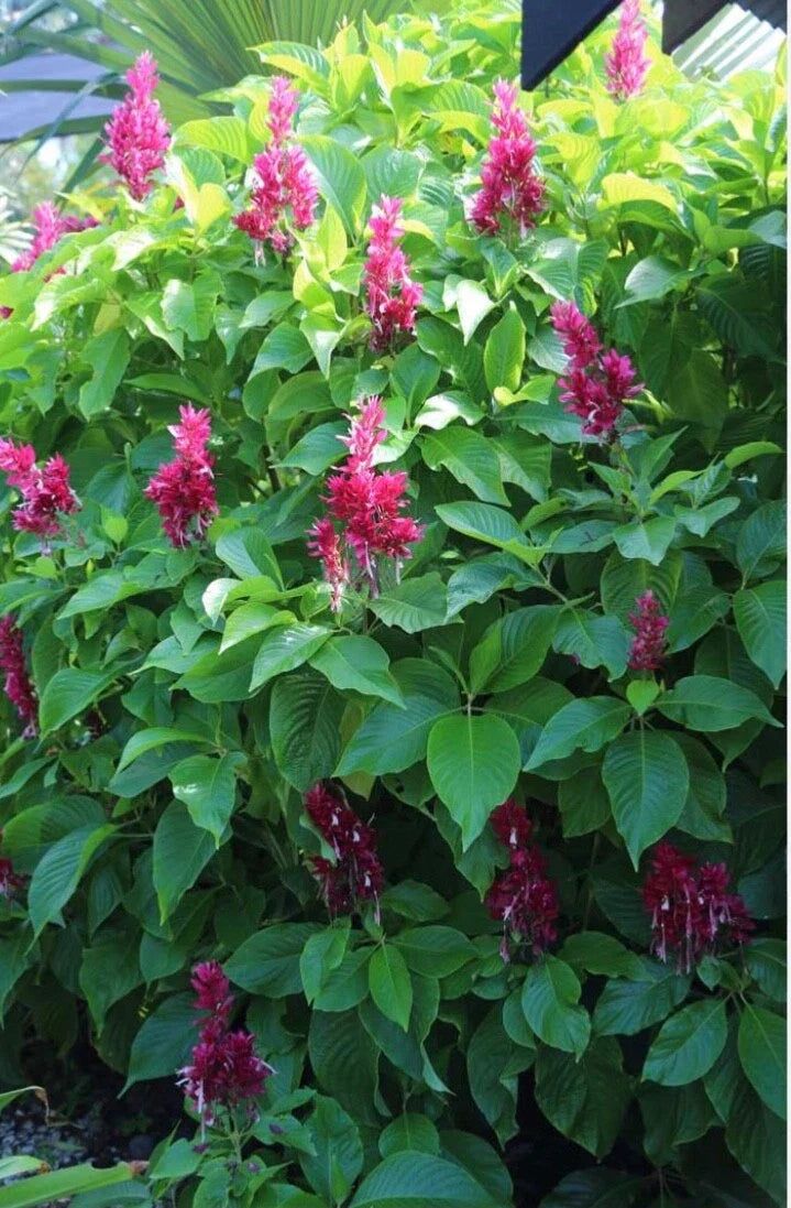 Brazilian Red Cloak Cuttings 7-Pack Easy Rooting Evergreen Shrub Megaskepasma erythrochlamys