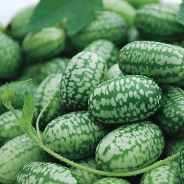 Mexican Sour Gherkin Seeds, Non-GMO Cucamelon (Mouse Melon) - 1060