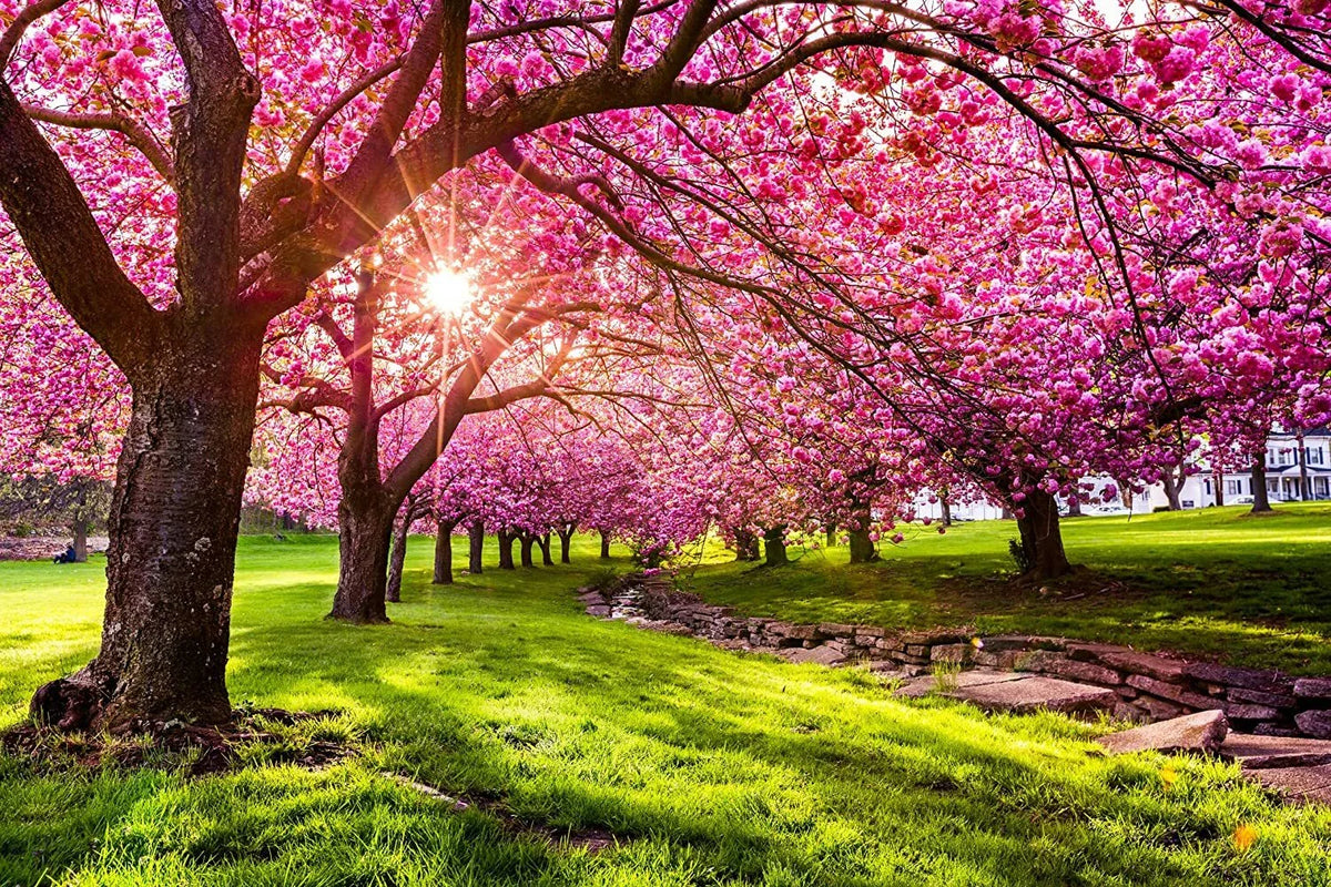 Japanese Flowering Cherry Blossom - 25 Seeds - Prunus serrulata - Pink Blooms for Garden or Bonsai Planting
