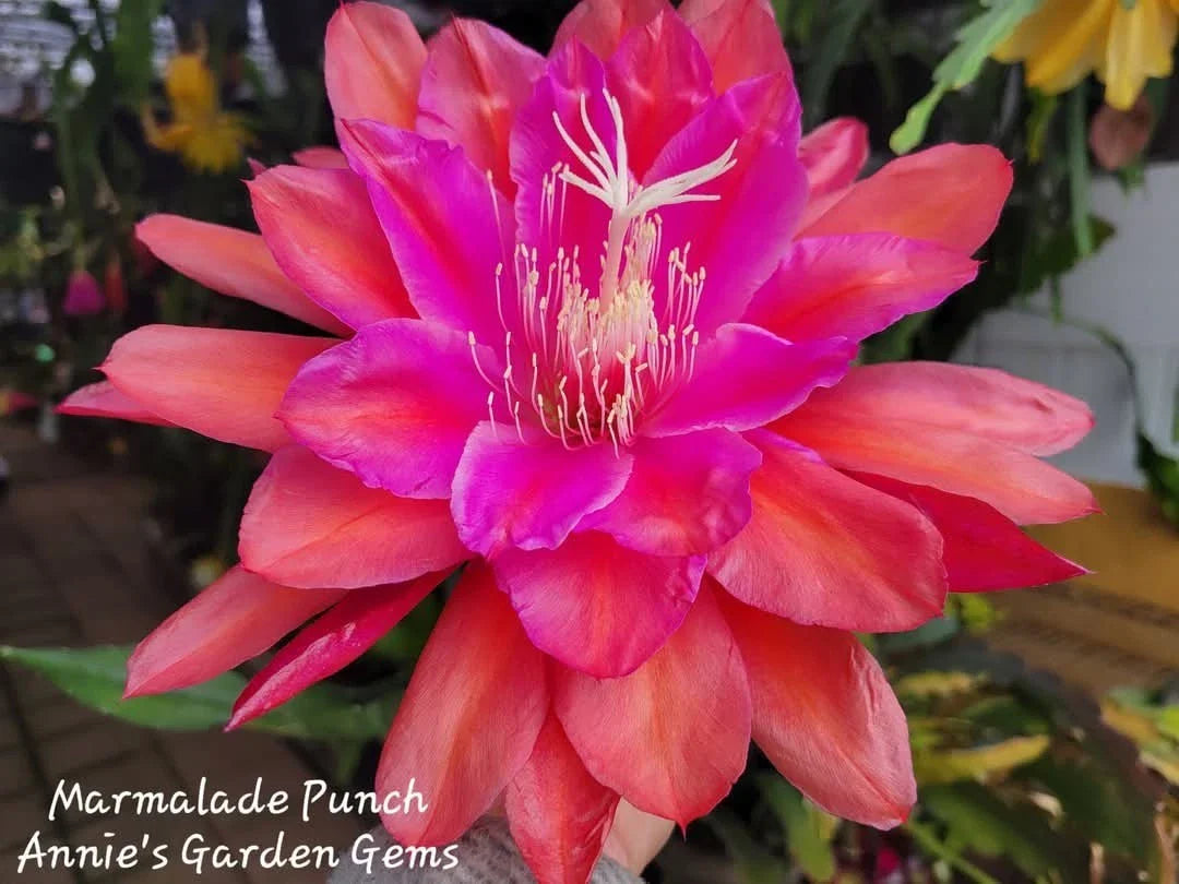 Epiphyllum Cuttings - Unrooted 8 to 10 Inches - Marmalade Punch (Epiphyllum)