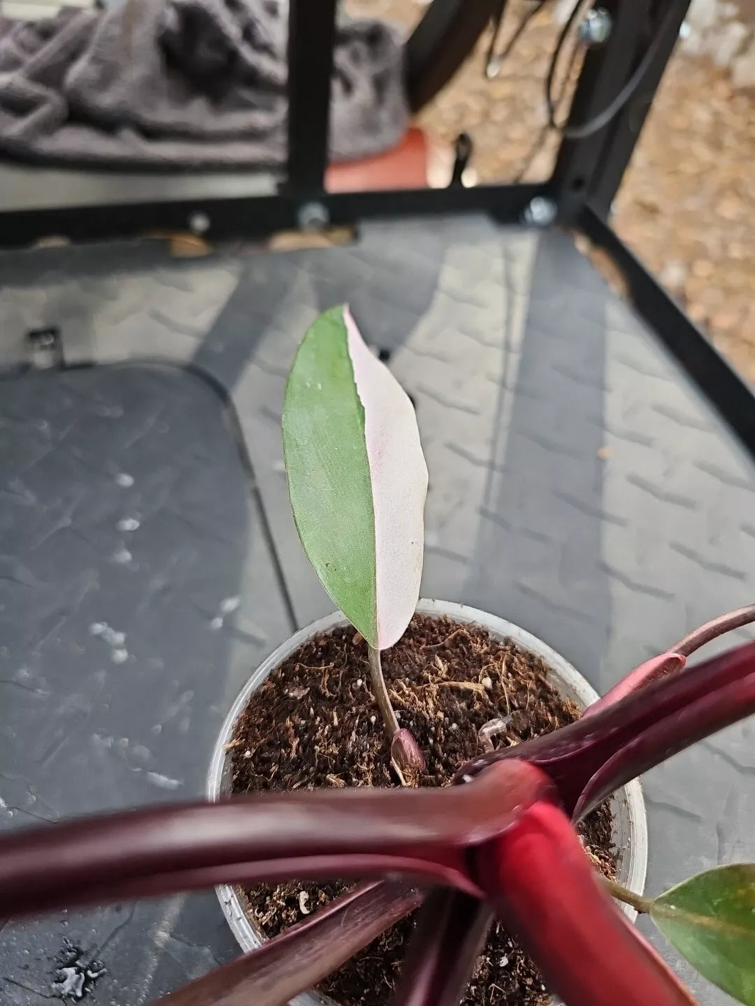Large Philodendron Pink Princess Variegated 3.5" Pot Halfmoon - Rare Houseplant, US Seller