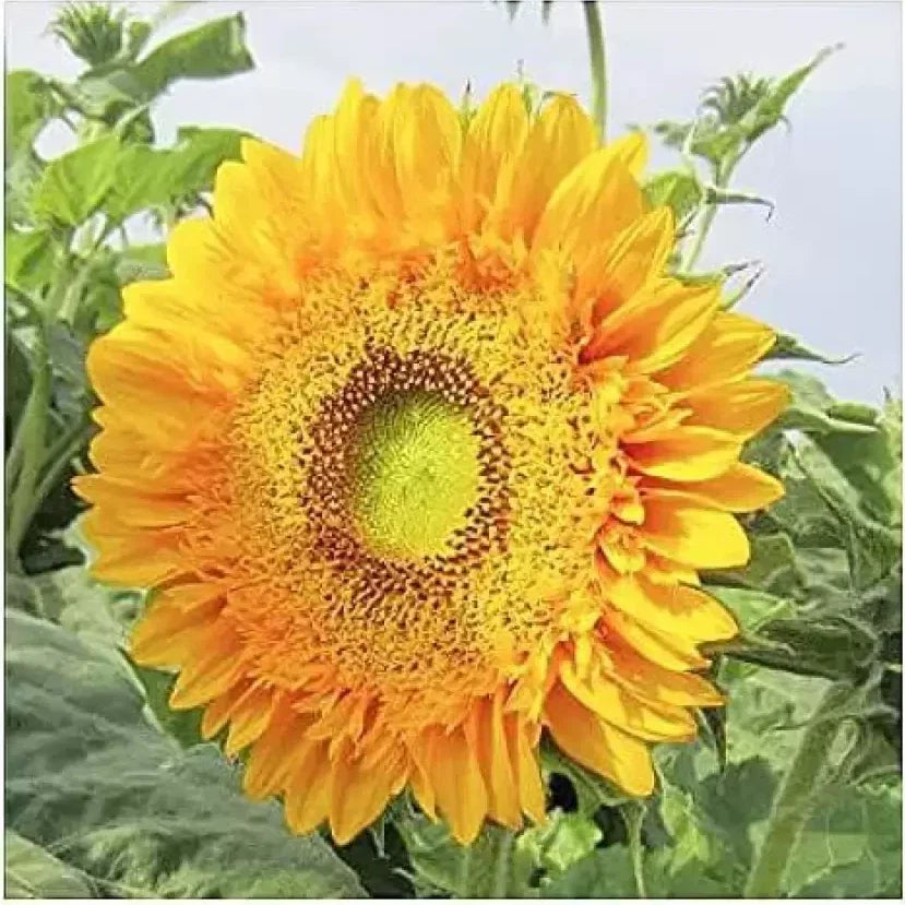 Double Sun Sunflower Seeds - Large Bold Color - Rare Variety - 120+ Seeds (Helianthus annuus)