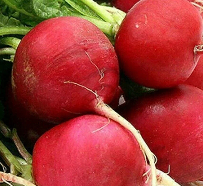 German Giant Radish Seeds 200+ Count - Culinary Garden Vegetables - Raphanus sativus - Free Shipping