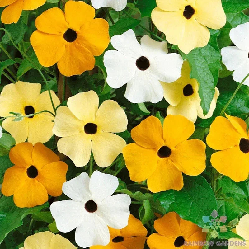 Vine Mix Rudbeckia Seeds - 200+ Pack for Garden Planting - Black-eyed Susan (Rudbeckia hirta) - USA