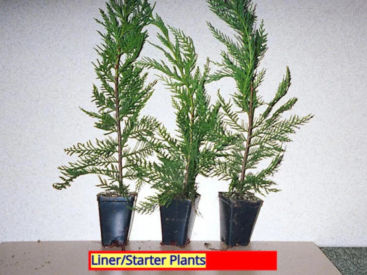 Leyland Cypress Tree Starter Plant - 3 Bare Root Evergreen Hedge Plants (Cupressocyparis leylandii) for Privacy & Windbreaks