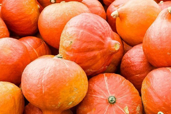 Orange Magic Winter Squash Seeds - Fresh Non-GMO Vegetable Seeds for Home Gardening (Cucurbita maxima)