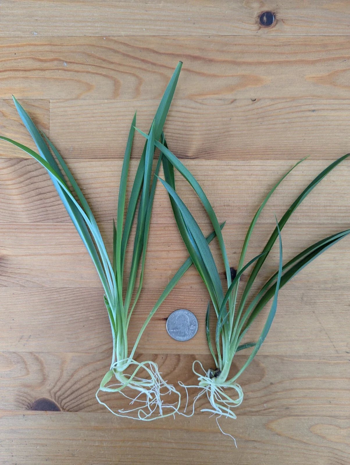 Live Green Spider Plant Cuttings - 5 Rooted Non-Variegated Pups - Chlorophytum comosum