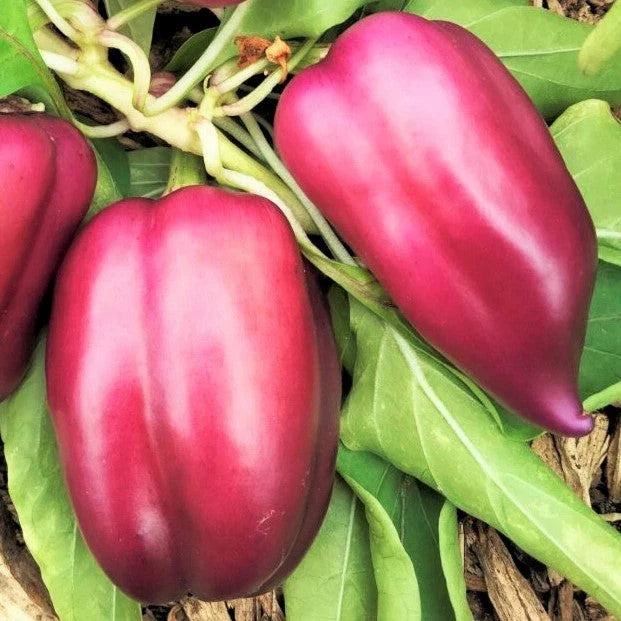 Lilac Bell Pepper Seeds - Lavender to Red Variety - Capsicum annuum for 2025 Planting