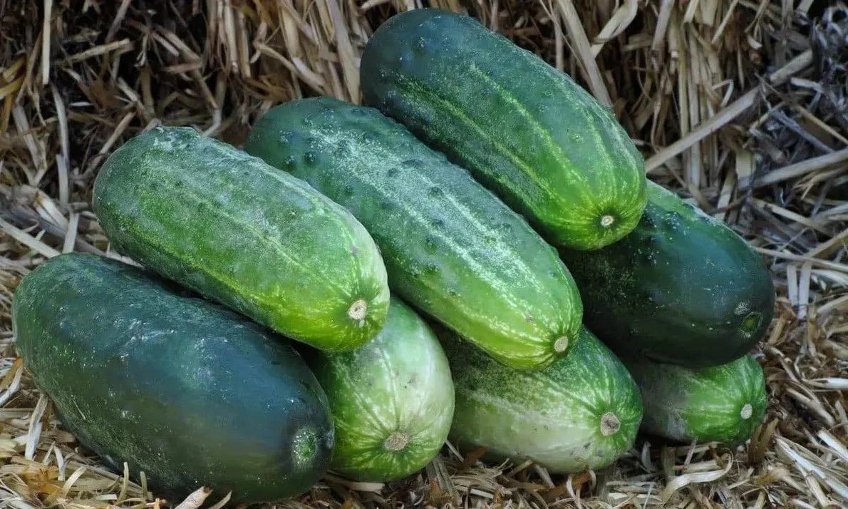 Spacemaster 80 Cucumber Seeds - Organic Heirloom, Non-GMO, 100+ Seeds - Cucumis sativus