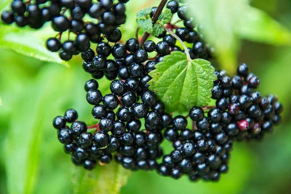 Elderberry Cutting - Anita's Best Black - Sambucus nigra - Grow One Healthy Plant