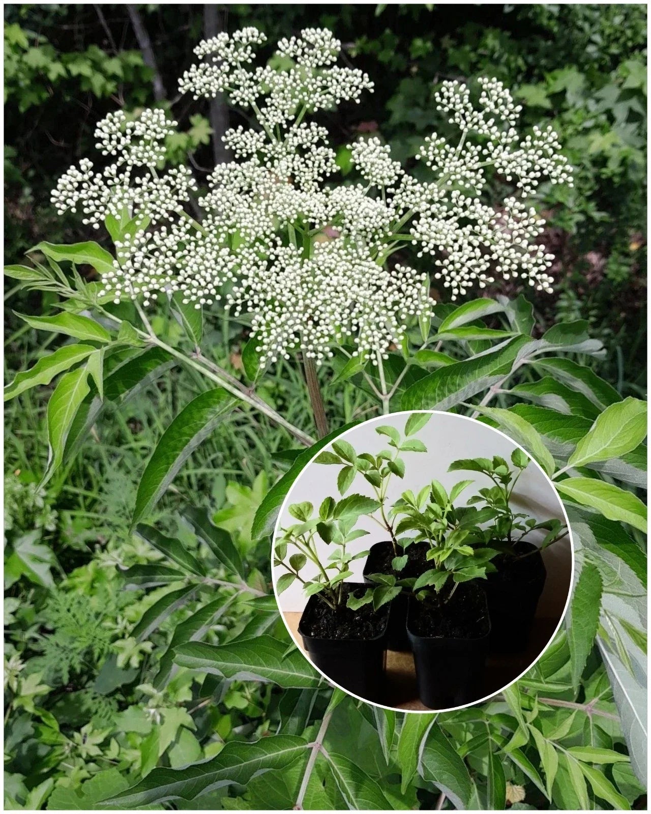 American Elderberry Starter Plant - 2"x3" Pot, Sambucus canadensis, Organic, Hardy Perennial, Edible Berries