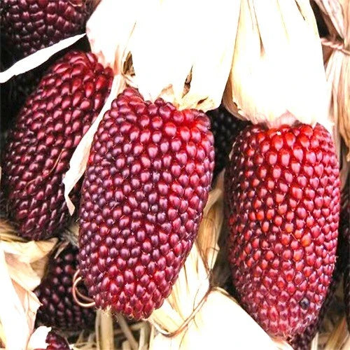 Strawberry Popcorn Seeds | Heirloom Non-GMO Variety | Sweet Corn | Zea mays everta