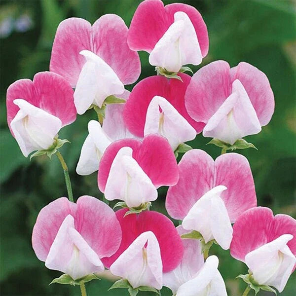 Sweet Pea Seeds Packet of 30 - Painted Lady Variety - Lathyrus odoratus