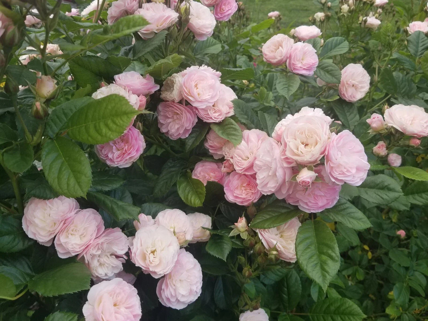 Unrooted Stem Cuttings - Bouquet Parfait Rose - Rosa 'Bouquet Parfait' - Fresh Cuttings for Gardening and Floral Arrangements