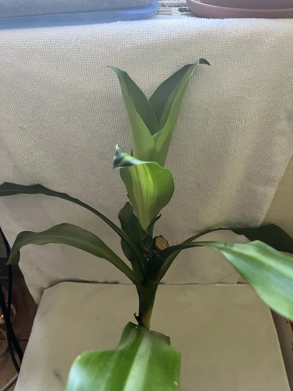 Corn Plant Cutting - Rooted Dracaena Propagation - Indoor Houseplant - Easy Care Dracaena fragrans