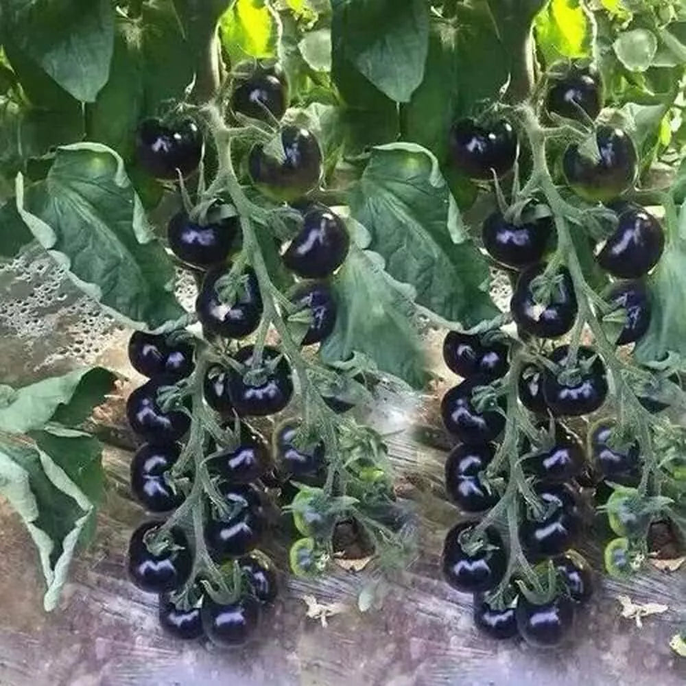 European Black Cherry Tomato Seeds - 100+ Heirloom Non-GMO Sweet Variety - Rare Culinary Garden Seeds