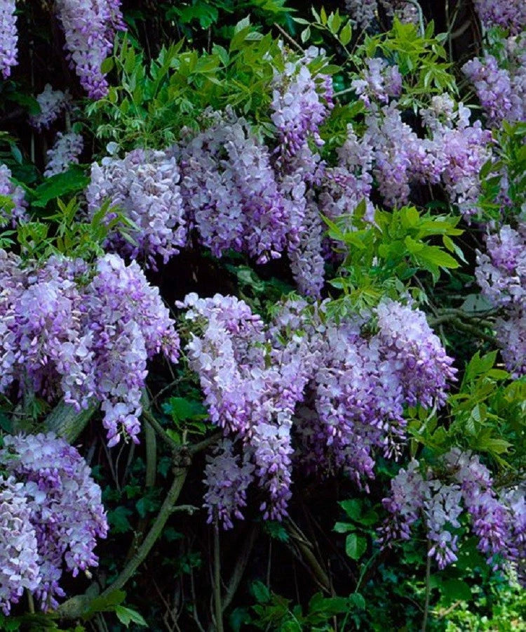 Dark Purple Chinese Wisteria Seeds - 5 Perennial Climbing Flower Seeds (Wisteria sinensis)