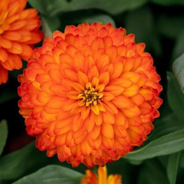 Zydeco Fire Zinnia Seeds - 100+ Pack for Garden Planting - Zinnia elegans - USA Grown, Free Shipping
