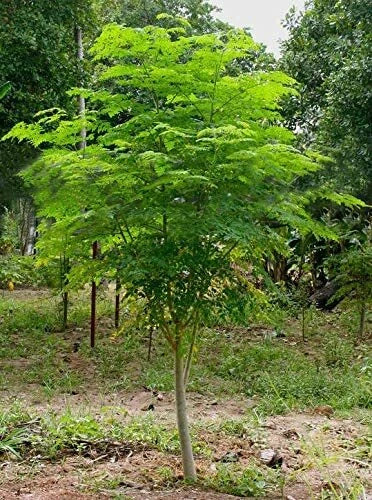 Moringa Tree Seeds - 25 Count - Fast Growing, Easy to Grow - Moringa oleifera