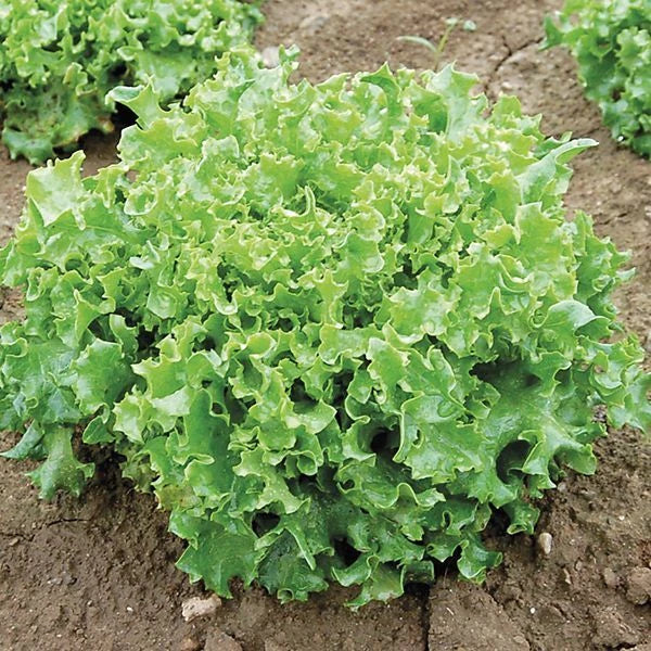 Tango Lettuce Seeds - 500 Count - Frilly Loose Leaf Heirloom Variety - Lactuca sativa