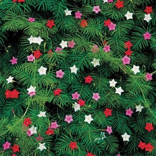 Cypress Vine Seeds - 10 Fresh Flower Seeds - Ipomoea quamoclit - Free USA Shipping