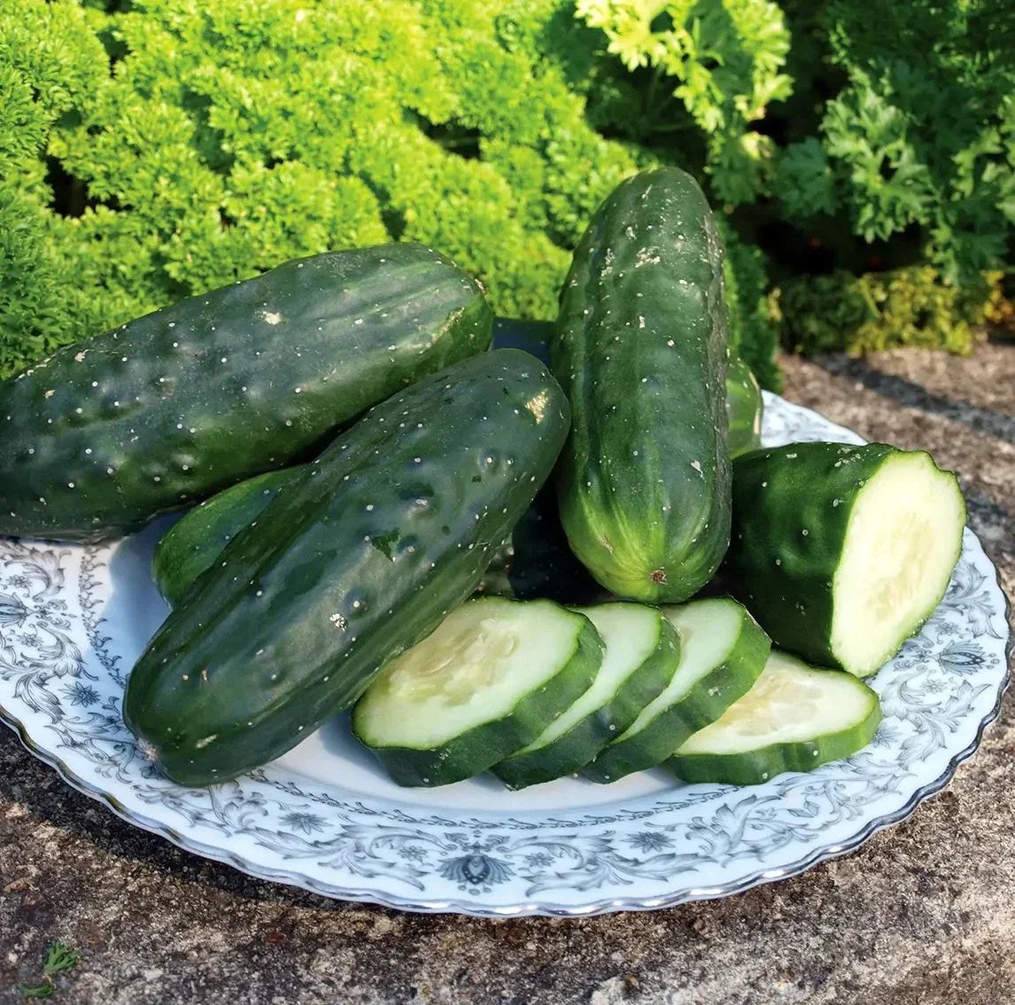 Double Yield Cucumber Seeds - 100+ Heirloom Organic NON-GMO - Cucumis sativus - Fresh Gardening Seeds