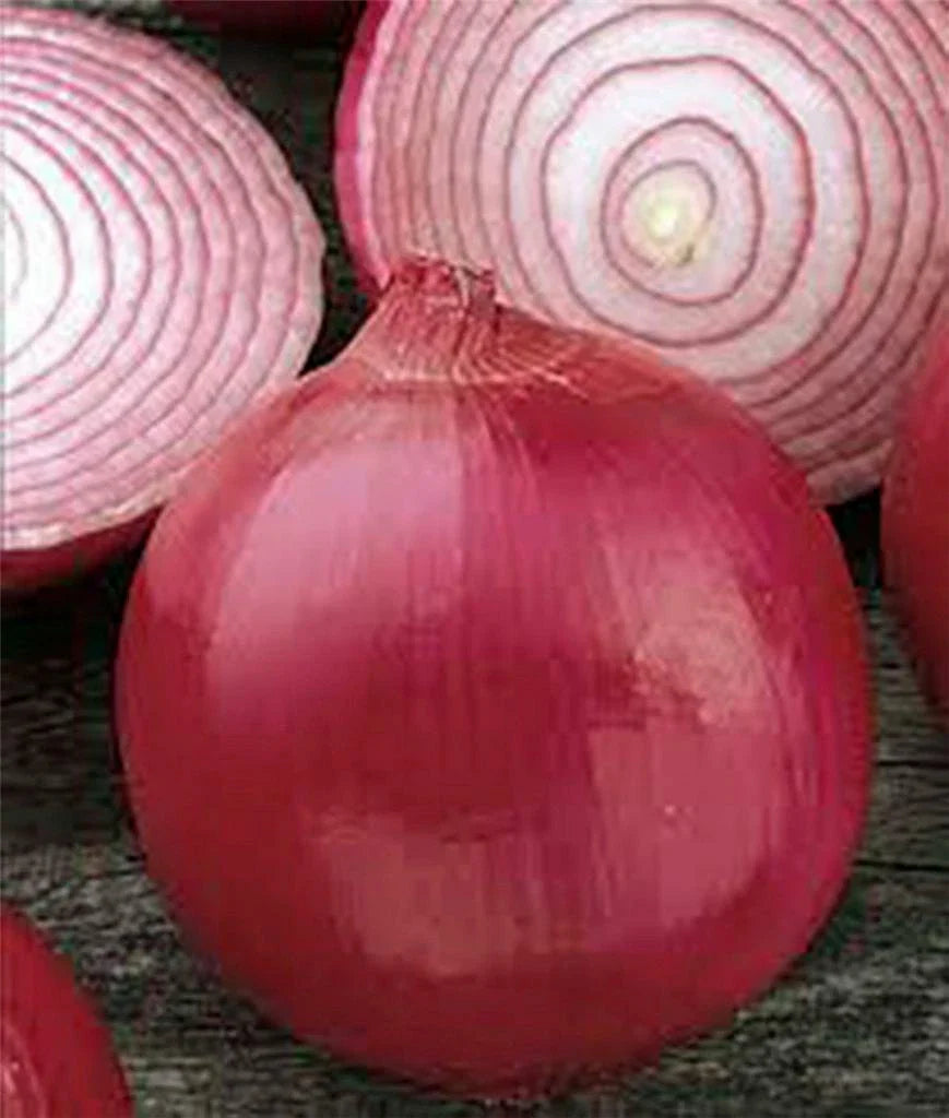 Onion Seeds, 100 Count, Burgundy Red Heirloom, Short Day, NON-GMO, Allium cepa