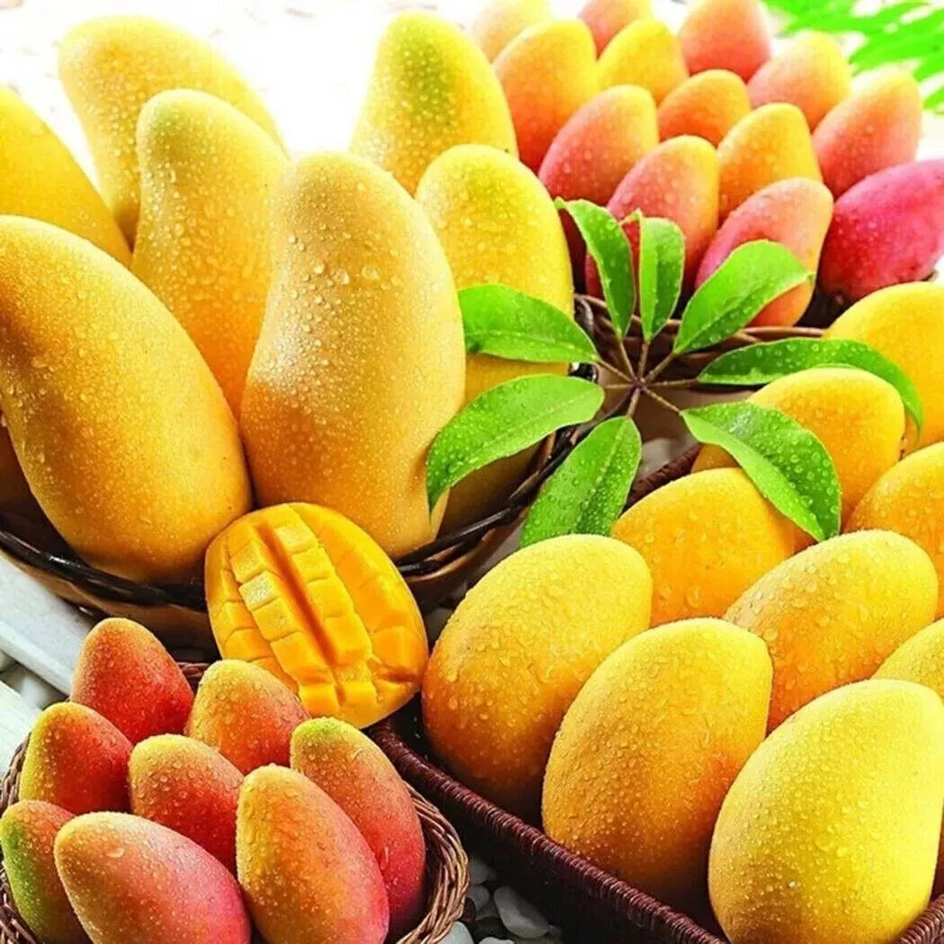 Rare Nam Dok Mai Mango Seeds - 2 Pack - Super Sweet Juicy Variety - Mangifera indica